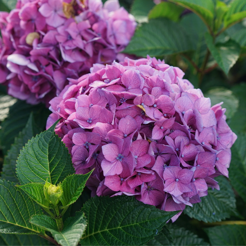 Let's Dance Lovable® Reblooming Hydrangea