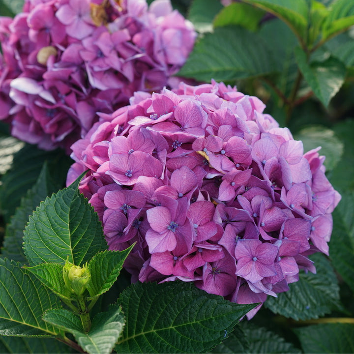 Let's Dance Lovable® Reblooming Hydrangea