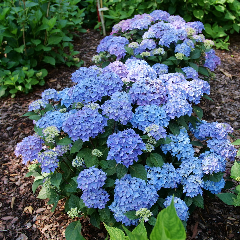 Let's Dance Lovable® Reblooming Hydrangea