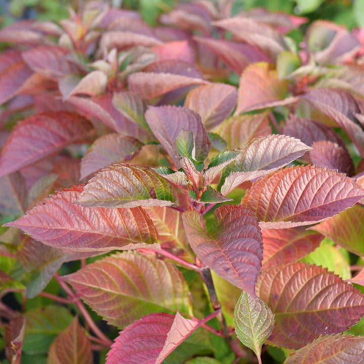 Let's Dance Lovable® Reblooming Hydrangea