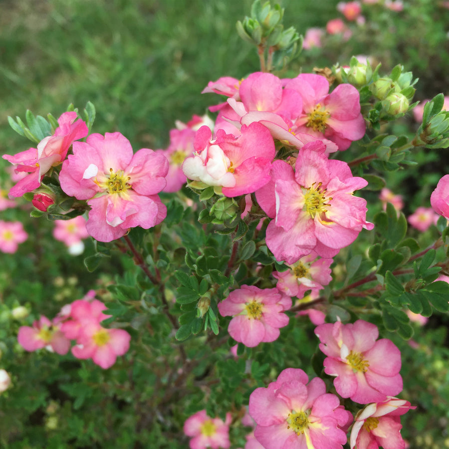 Happy Face Hearts® Potentilla
