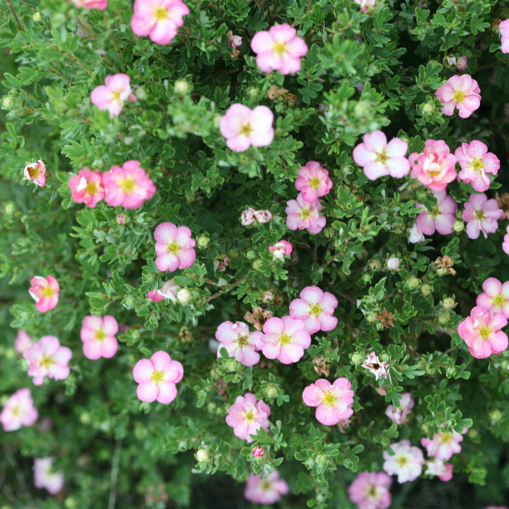 Happy Face Hearts® Potentilla