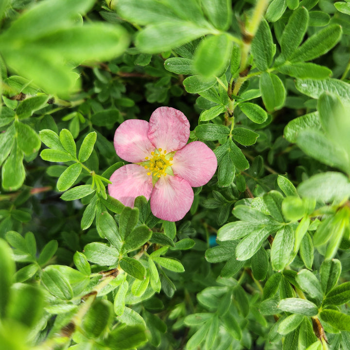 Happy Face Hearts® Potentilla