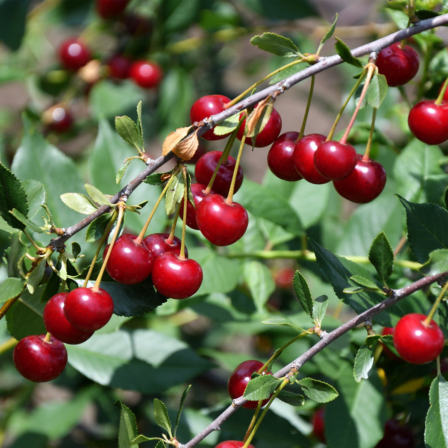 North Star Cherry