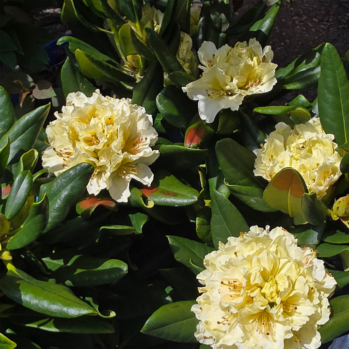 Capistrano Rhododendron