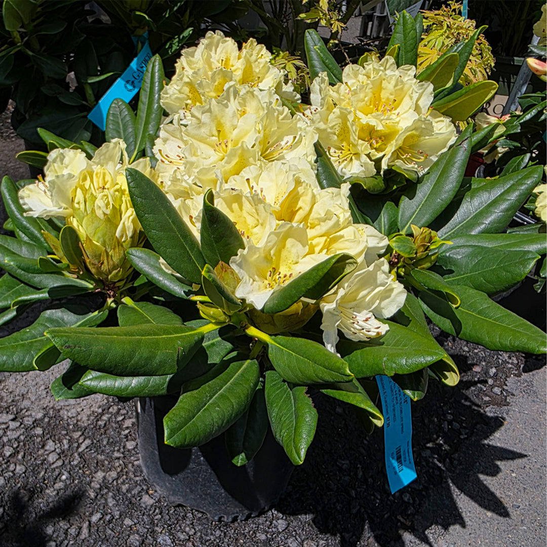 Capristano Rhododendron Capistrano Rhododendron – Gasper Home & Garden