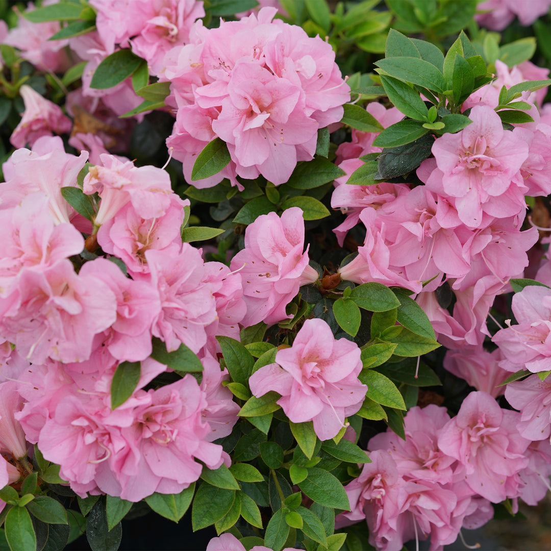 Perfecto Mundo® Double Pink Reblooming Azalea