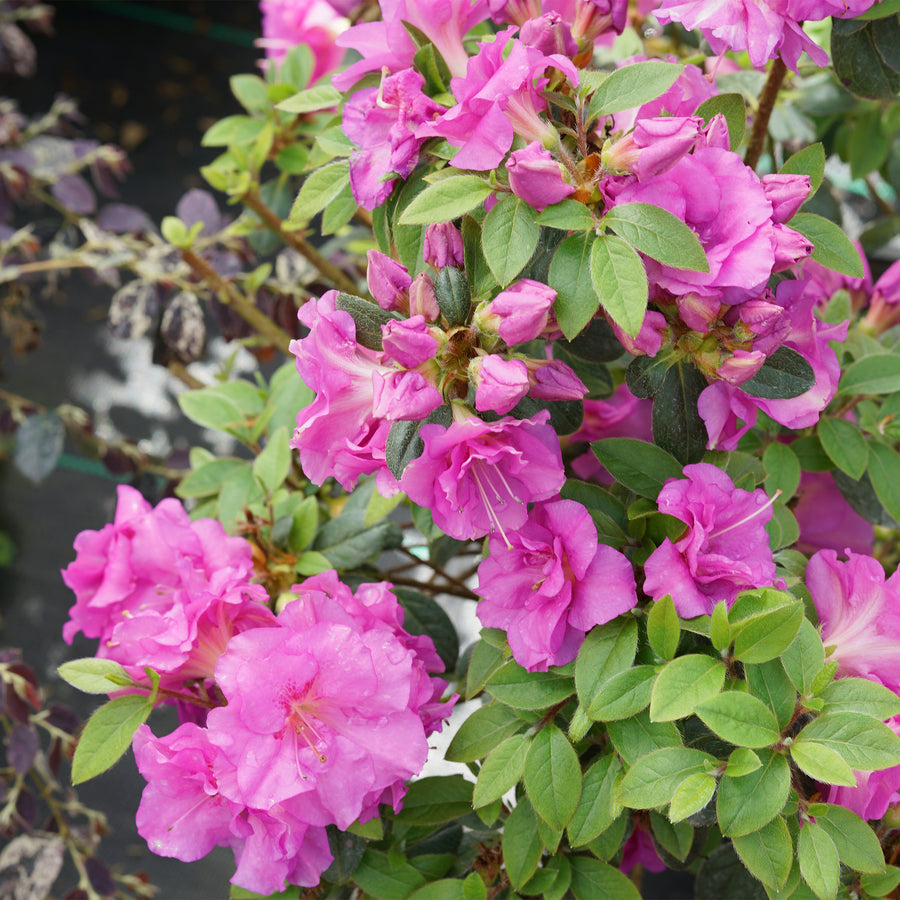 Perfecto Mundo® Double Purple Reblooming Azalea