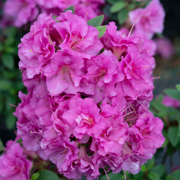 Perfecto Mundo® Double Purple Reblooming Azalea