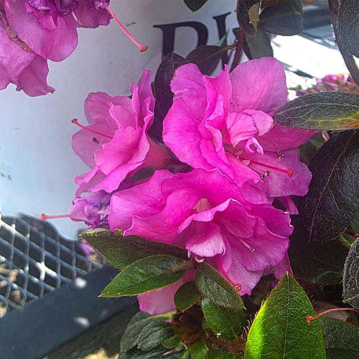Perfecto Mundo® Double Purple Reblooming Azalea