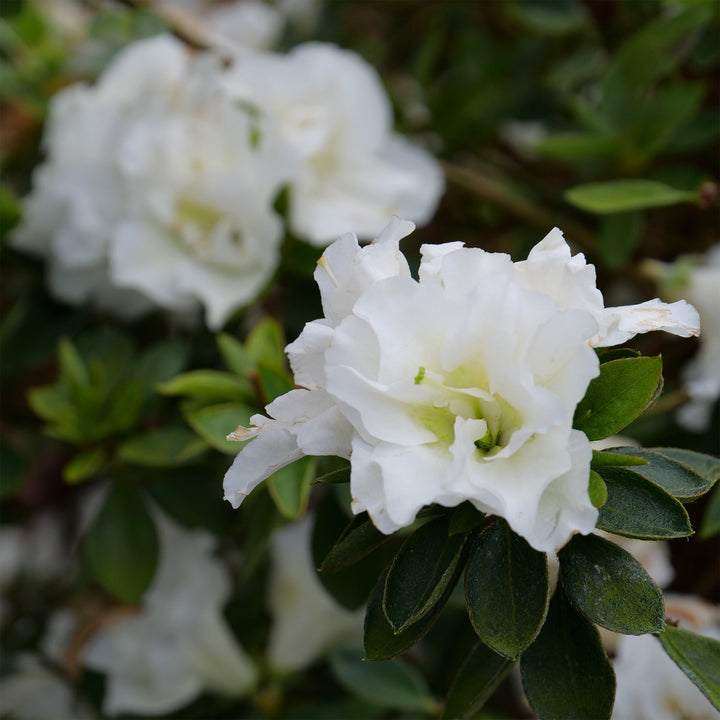 Perfecto Mundo® Double White Reblooming Azalea