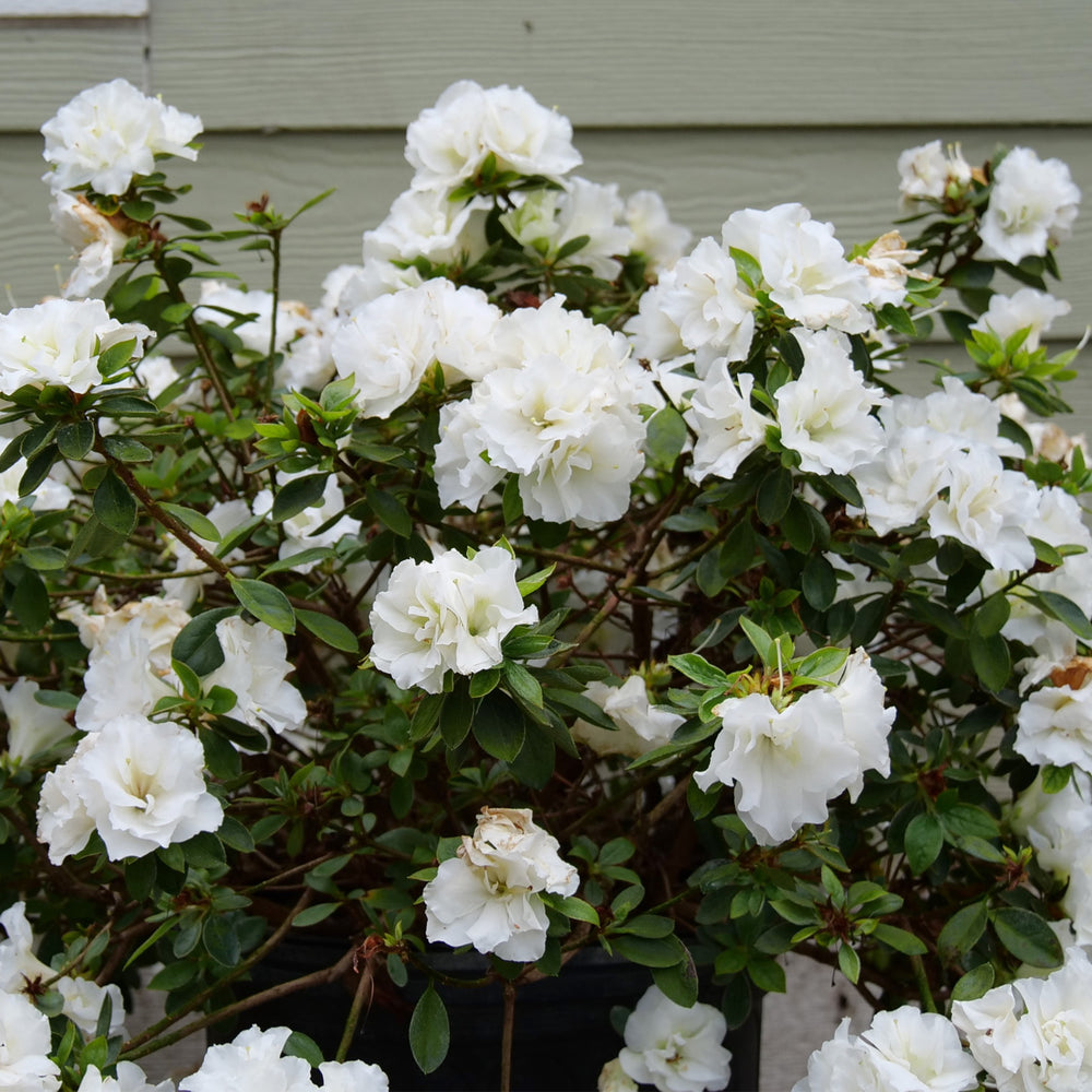 Perfecto Mundo® Double White Reblooming Azalea