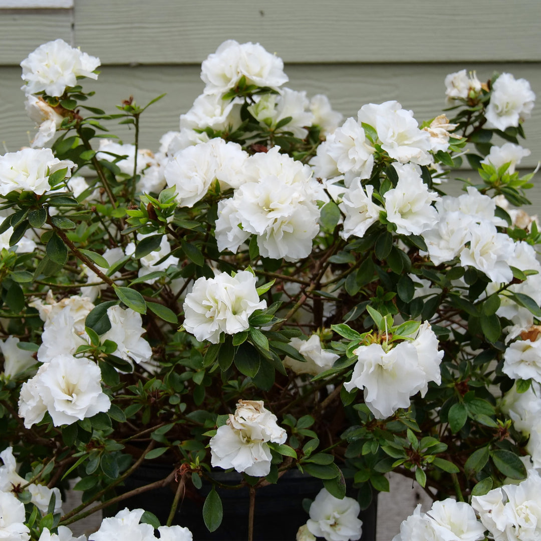 Perfecto Mundo® Double White Reblooming Azalea