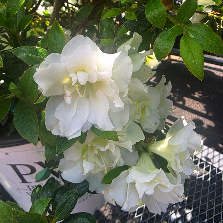 Perfecto Mundo® Double White Reblooming Azalea