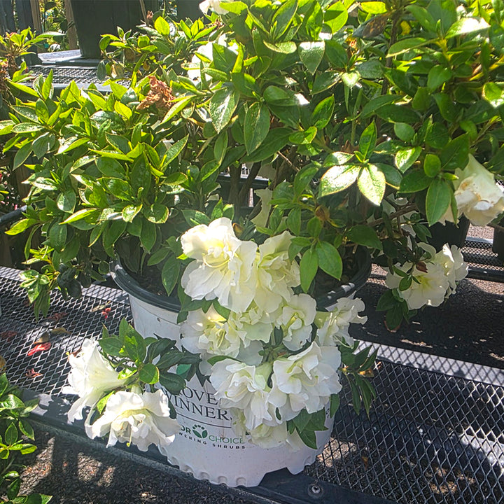 Perfecto Mundo® Double White Reblooming Azalea