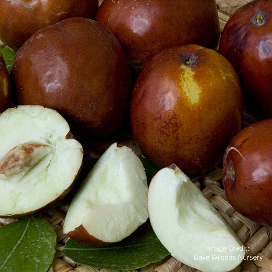 Jujube Li Date