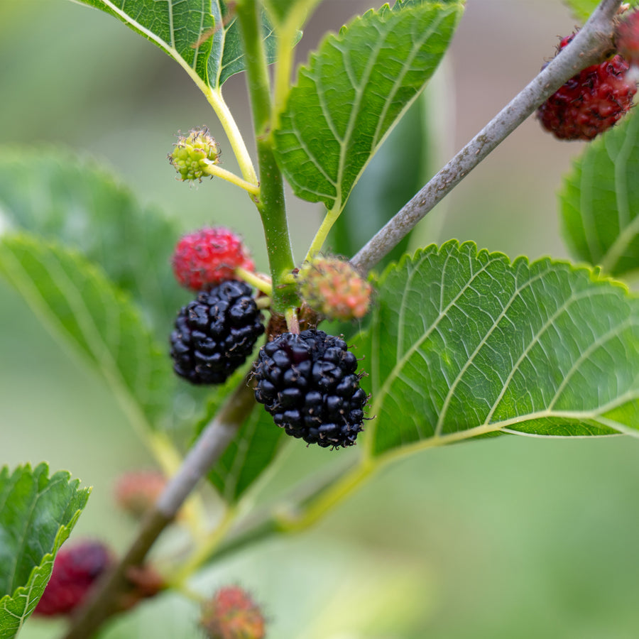 Dwarf Everbearing Mulberry