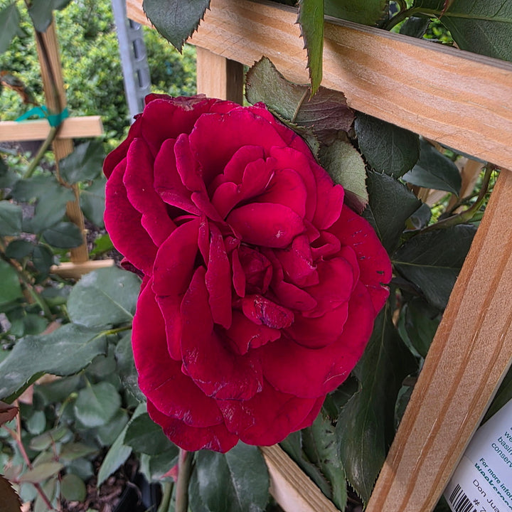 Don Juan Climbing Rose - Trellised