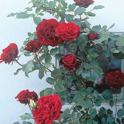 Don Juan Climbing Rose - Trellised