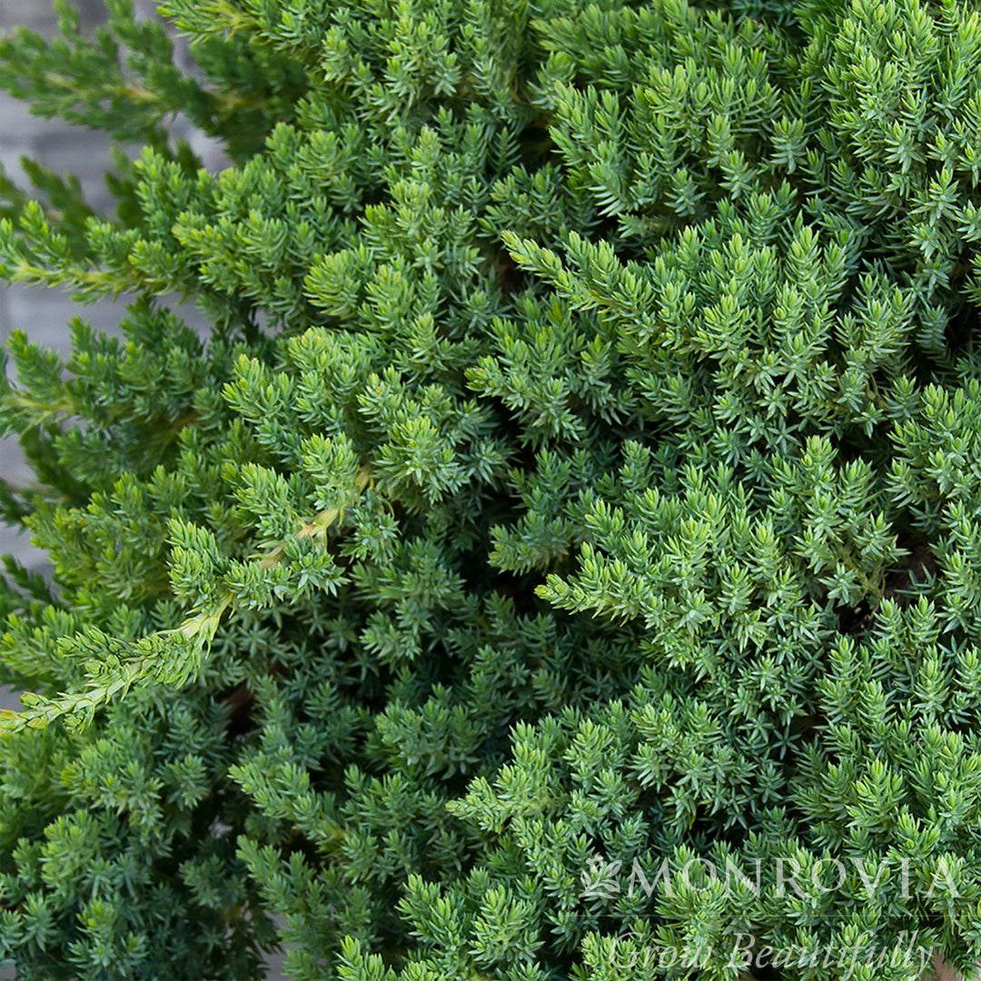 Dwarf Japanese Garden Juniper - Pom Pom