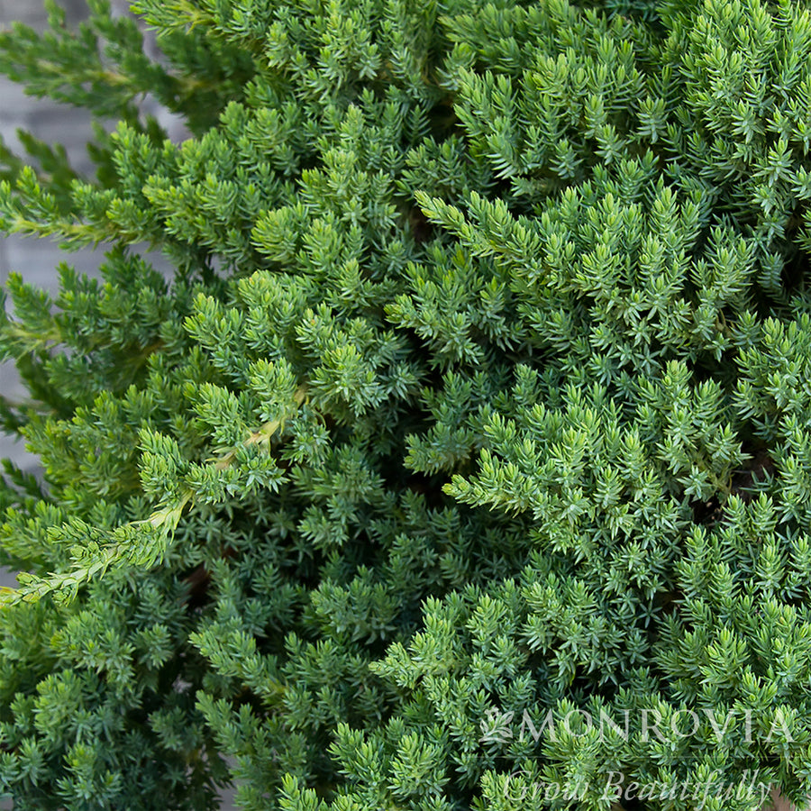 Dwarf Japanese Garden Juniper - Pom Pom