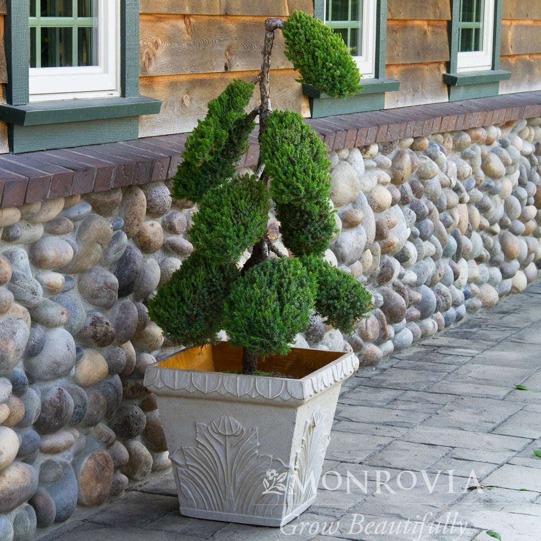 Dwarf Japanese Garden Juniper - Pom Pom