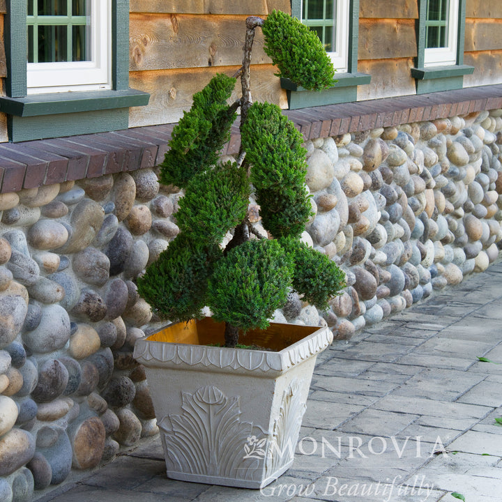 Dwarf Japanese Garden Juniper - Pom Pom