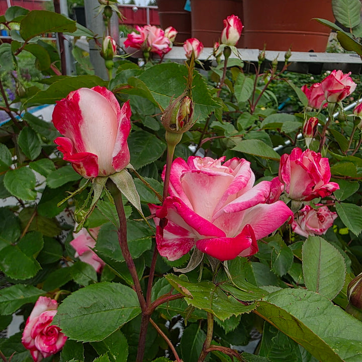 Grace N' Grit™ Pink BiColor - Tree Form