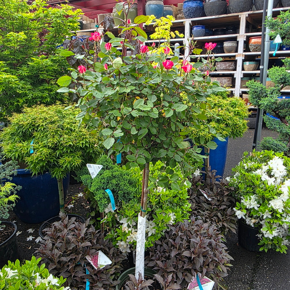 Grace N' Grit™ Pink BiColor - Tree Form