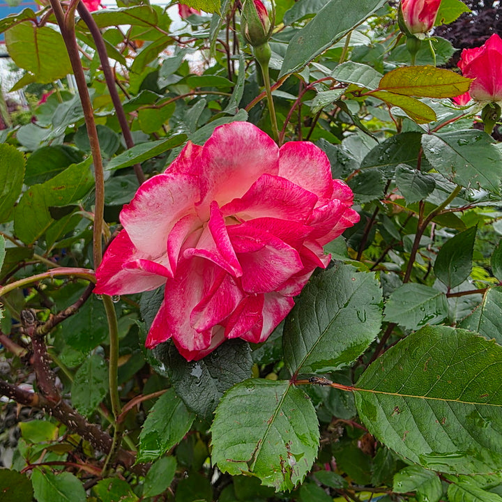 Grace N' Grit™ Pink BiColor - Tree Form