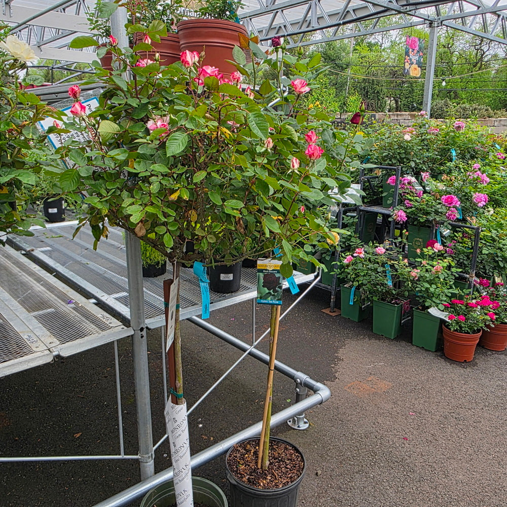 Grace N' Grit™ Pink BiColor - Tree Form