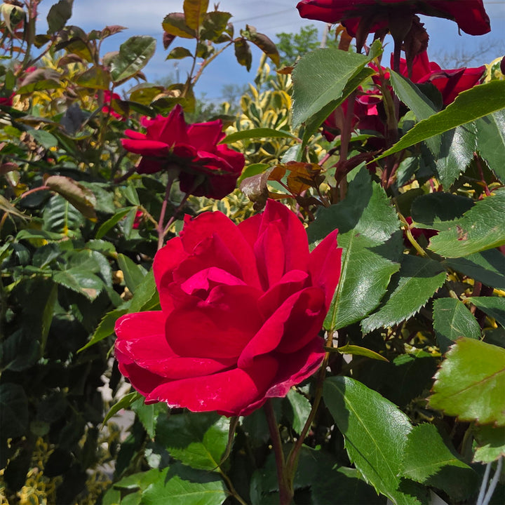 Grace N' Grit™ Red - Tree Form
