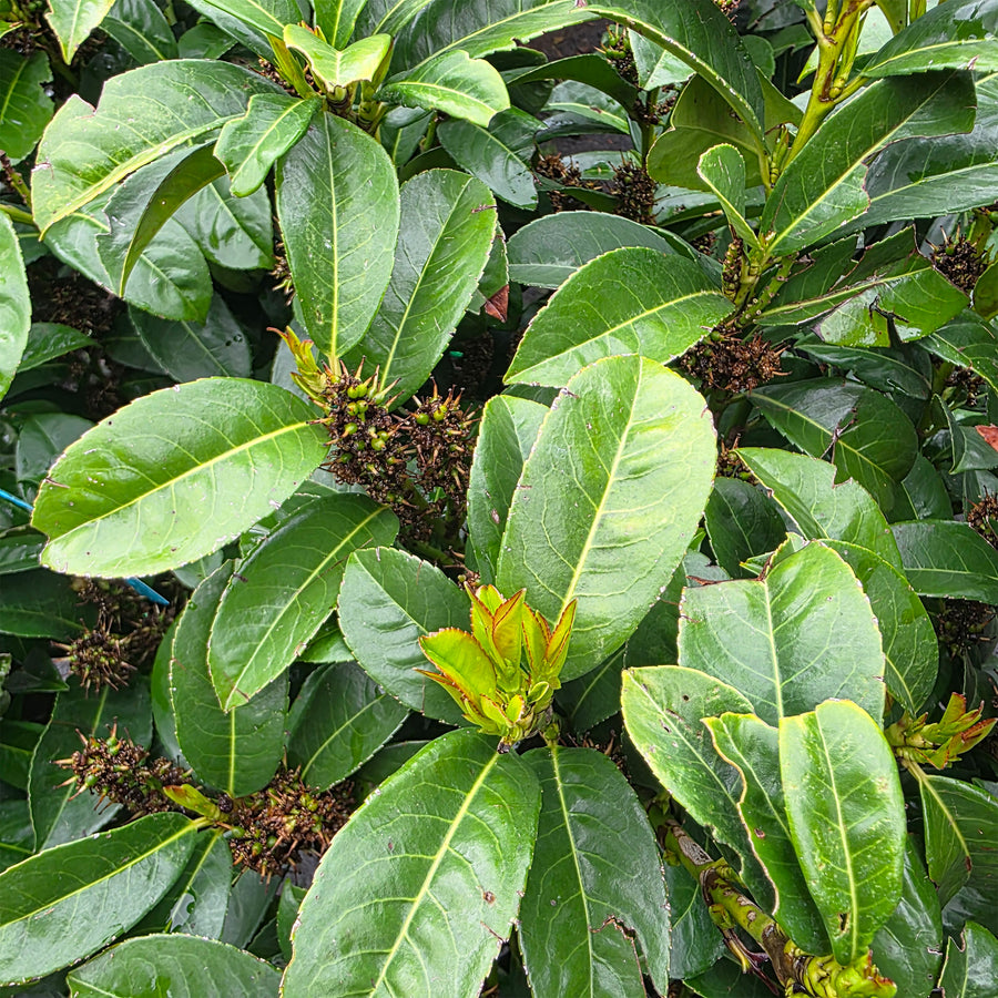 Volcano Cherry Laurel