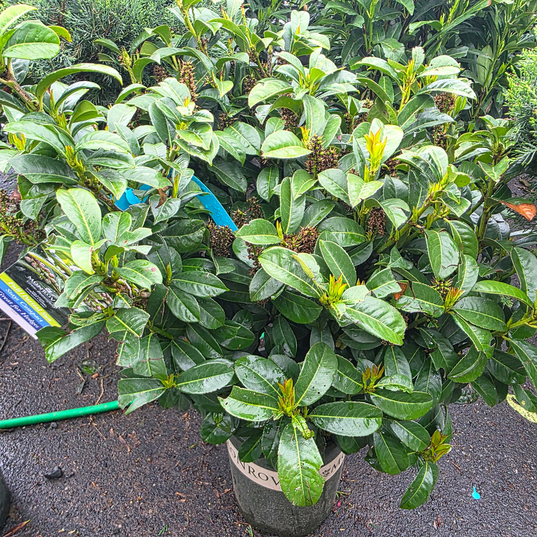 Cherry Volcano Volcano Cherry Laurel – Gasper Home & Garden
