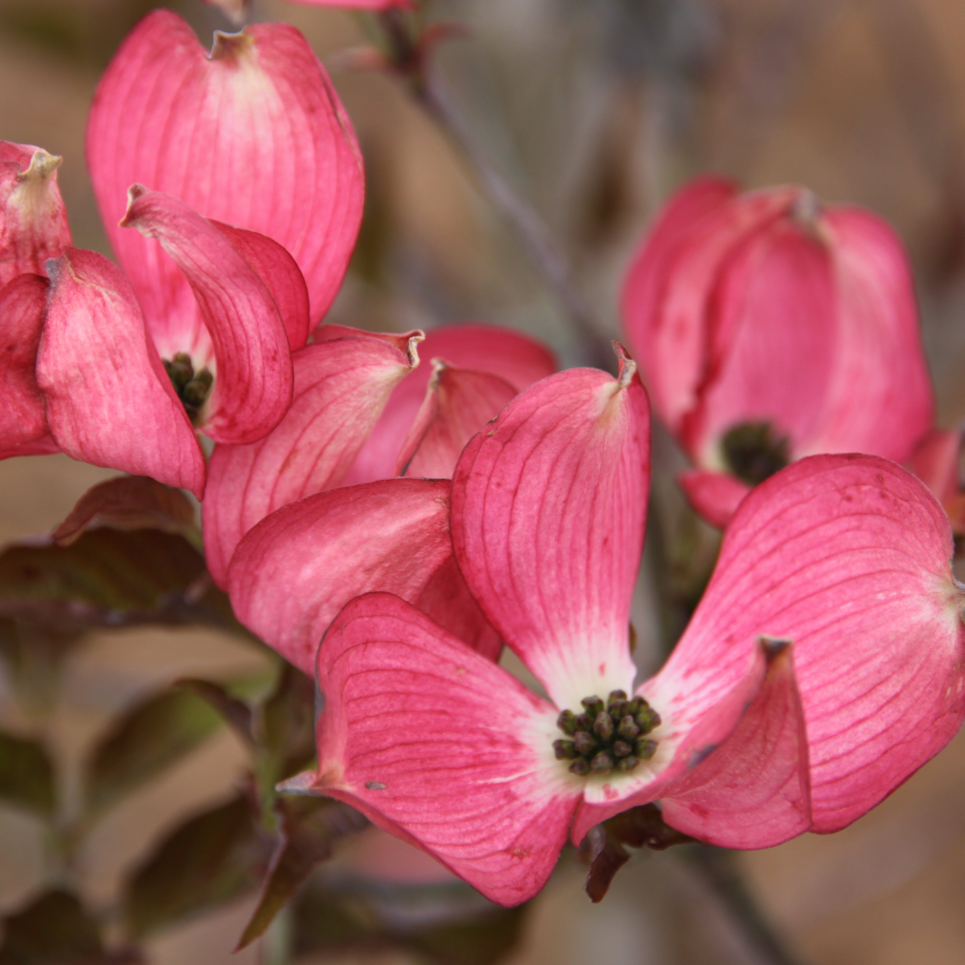 Cherokee Brave Flowering Dogwood - Thumbnail 2