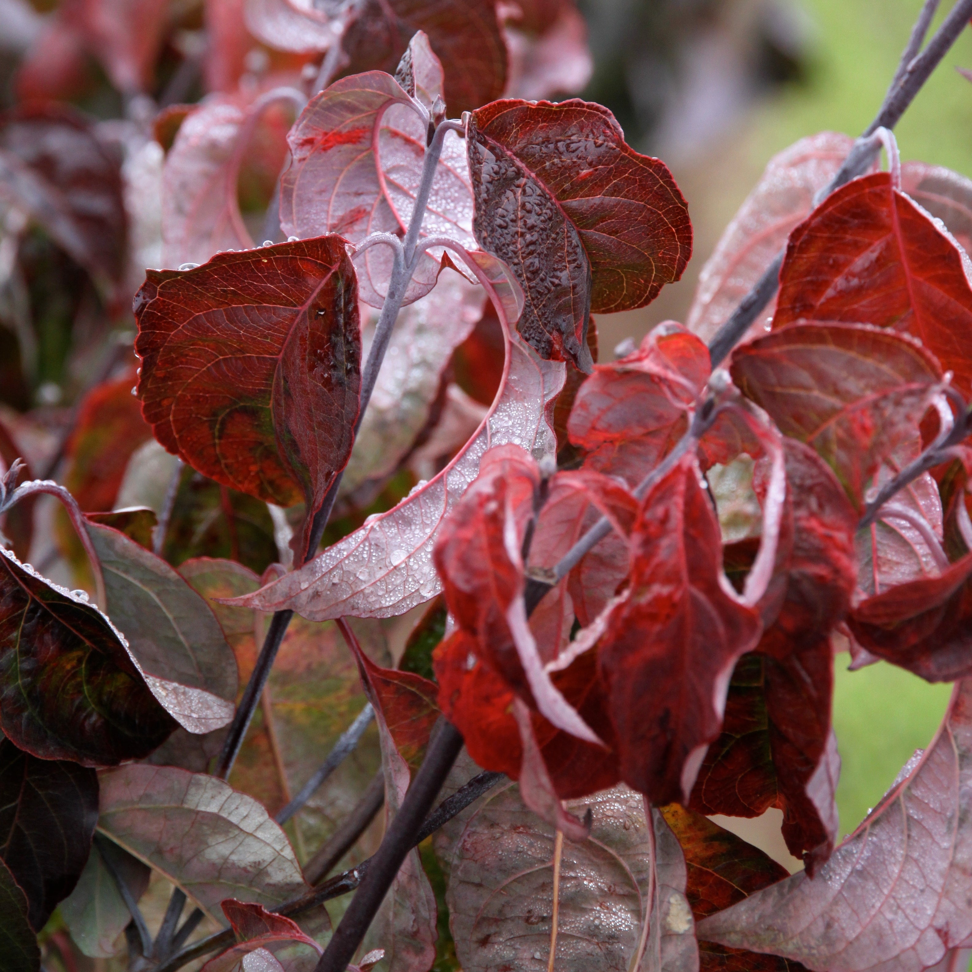 Cherokee Brave Flowering Dogwood