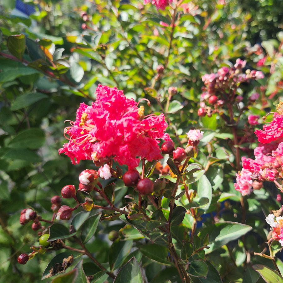 Bellini® Strawberry Dwarf Crape Myrtle