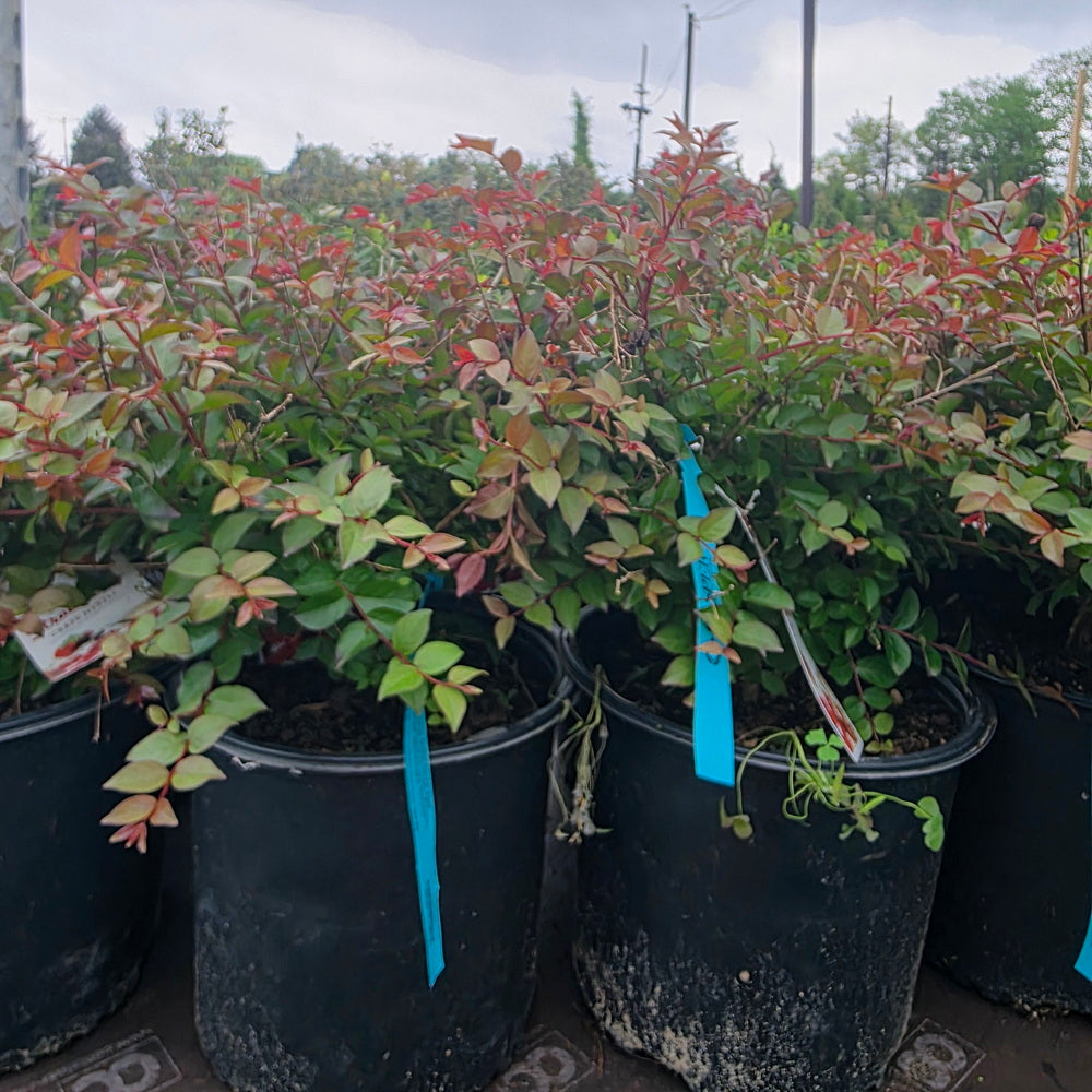 Bellini® Strawberry Dwarf Crape Myrtle