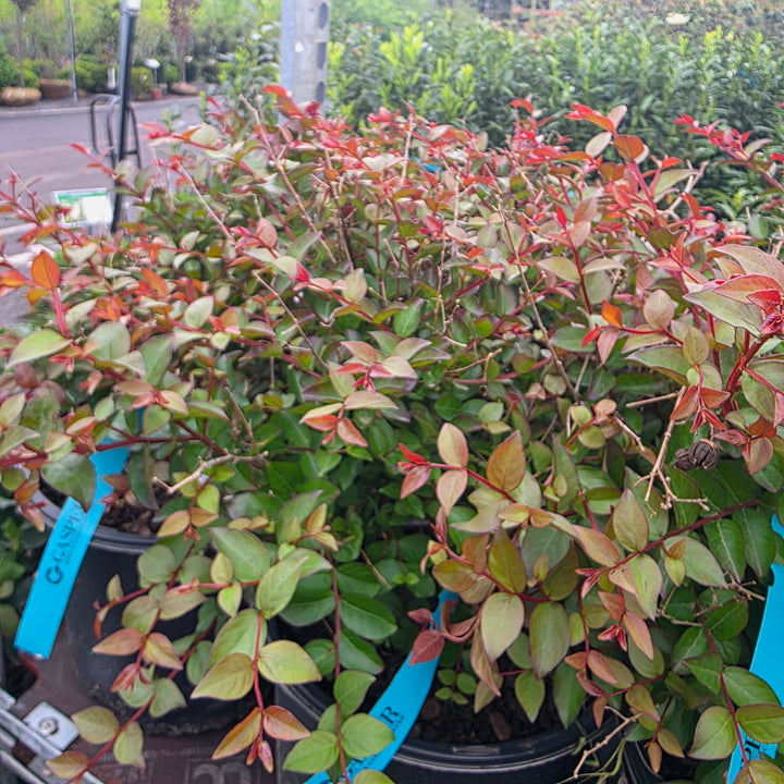 Bellini® Strawberry Dwarf Crape Myrtle