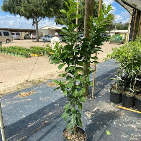 Harvey Lemon 5 Gallon Container, Tree