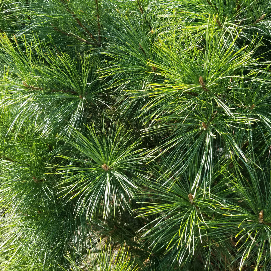 Eastern White Pine