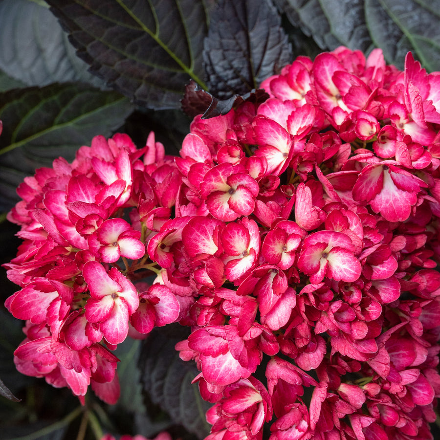 Eclipse® Bigleaf Hydrangea