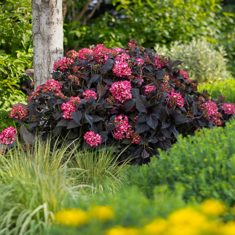Eclipse® Bigleaf Hydrangea