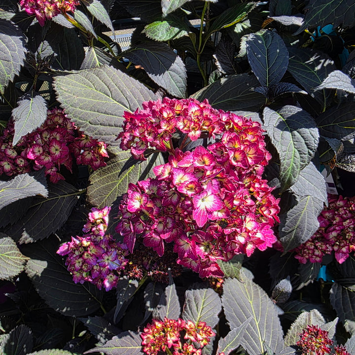 Eclipse® Bigleaf Hydrangea
