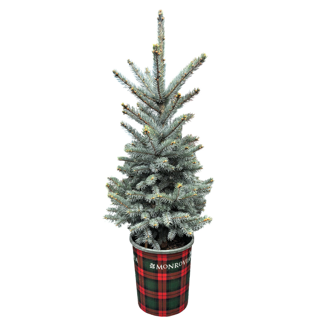 Baby Blue Spruce