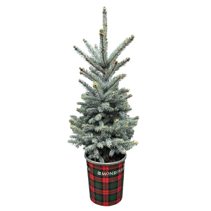 Baby Blue Spruce