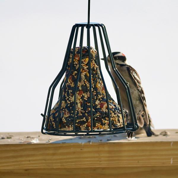 Suet Feeder Bell