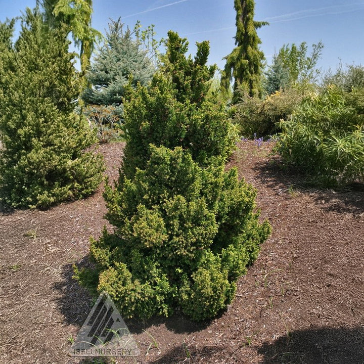 Black Dragon Japanese Cedar