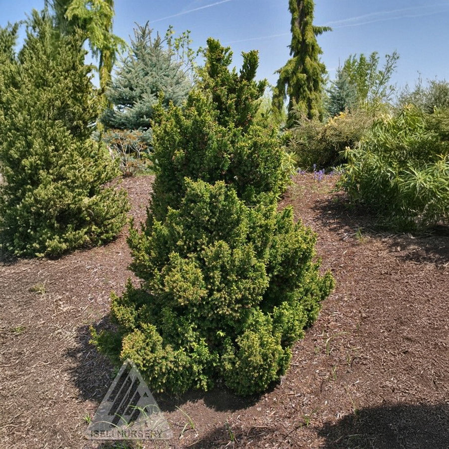 Black Dragon Japanese Cedar
