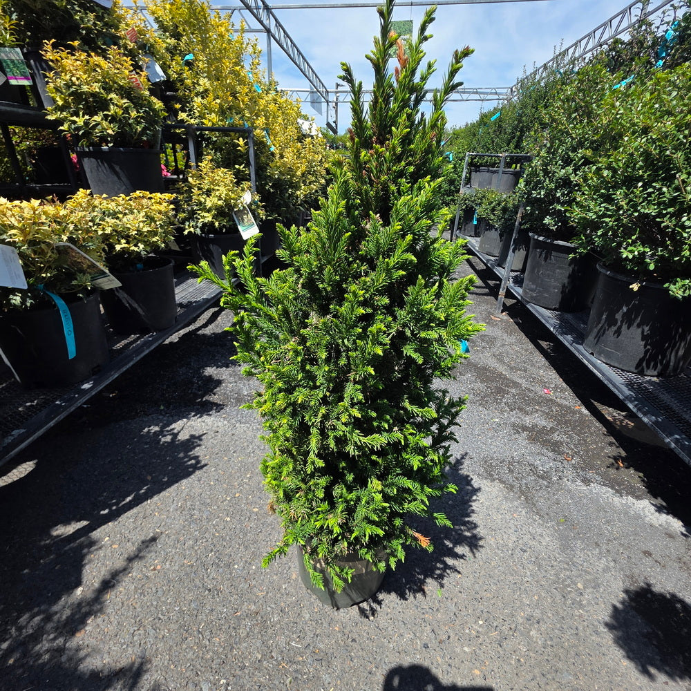 Black Dragon Japanese Cedar